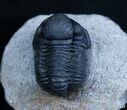 Good Sized Gerastos Trilobite From Morocco #2076-1